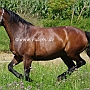 Thueringer_Reitpferd_58_ (4)